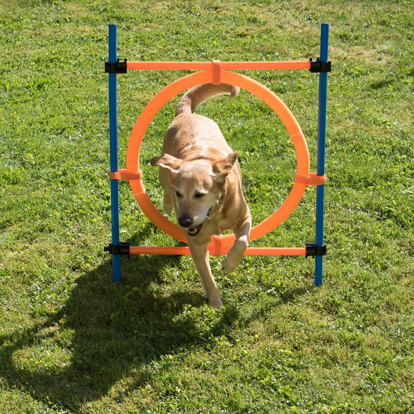 Fun & Sport Dog Agility Jumping Hoop || zooplus Exclusive || view 14