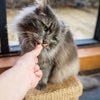HiLife Cat Treats || undefined || view 5
