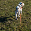 Heim Long Dog Training Lead - Orange || Heim || view 6