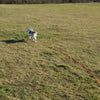 Heim Long Dog Training Lead - Orange || Heim || view 12