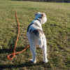 Heim Long Dog Training Lead - Orange || Heim || view 2