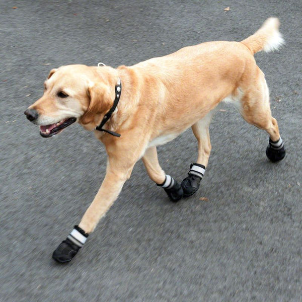 Sports & Protective Dog Boots || zooplus Exclusive || view 10