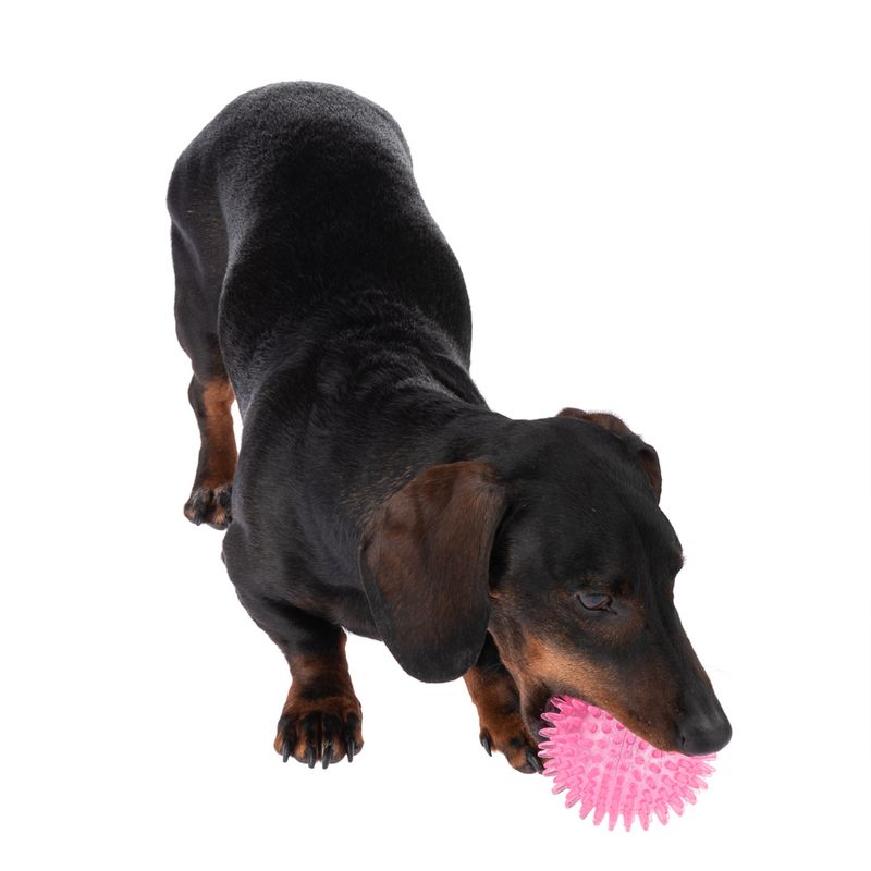 Black dog playing with a pink studded ball, suitable as a toy for pets.