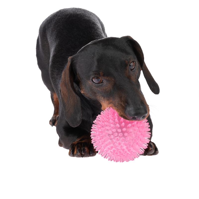 Dog with pink spiky ball in mouth, demonstrating pet toy.