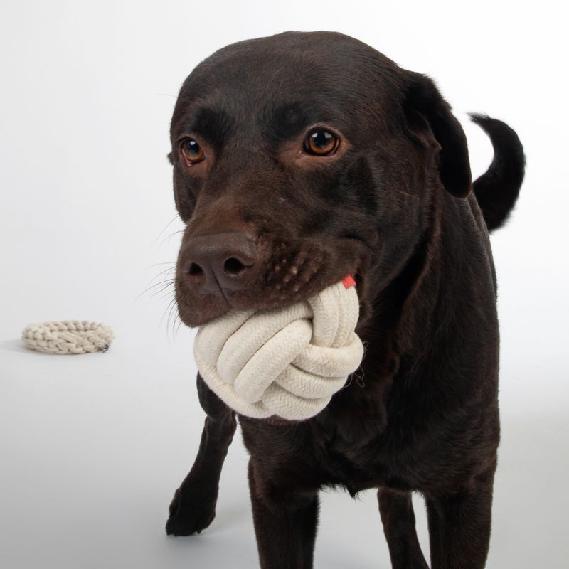 Dog with white fabric chew toy in mouth, other toys in the background.