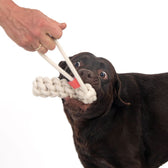 Dog playing with white rope chew toy held by a hand.