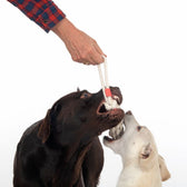 Two dogs play with a white rope chew toy held by a hand.
