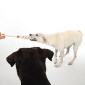 Two dogs play with a braided rope toy held by a hand.