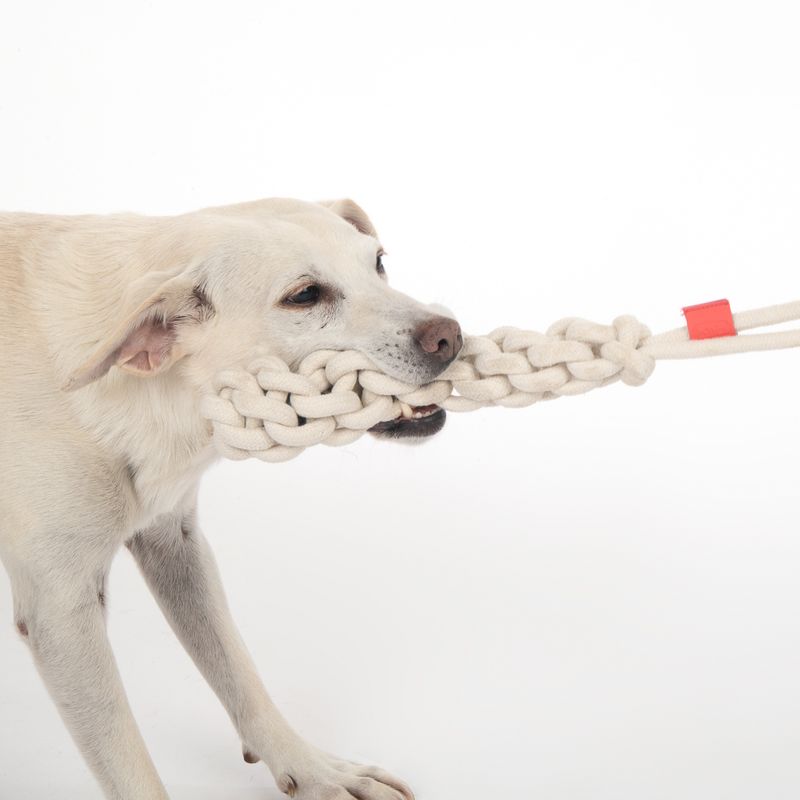 Dog playing with a braided rope toy made of white material, suitable for tugging and chewing activities.