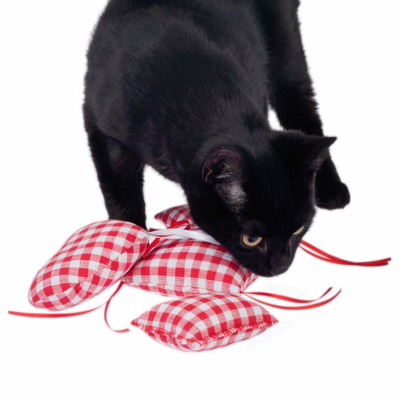Black cat playing with red and white checked fabric cushions decorated with red ribbons.