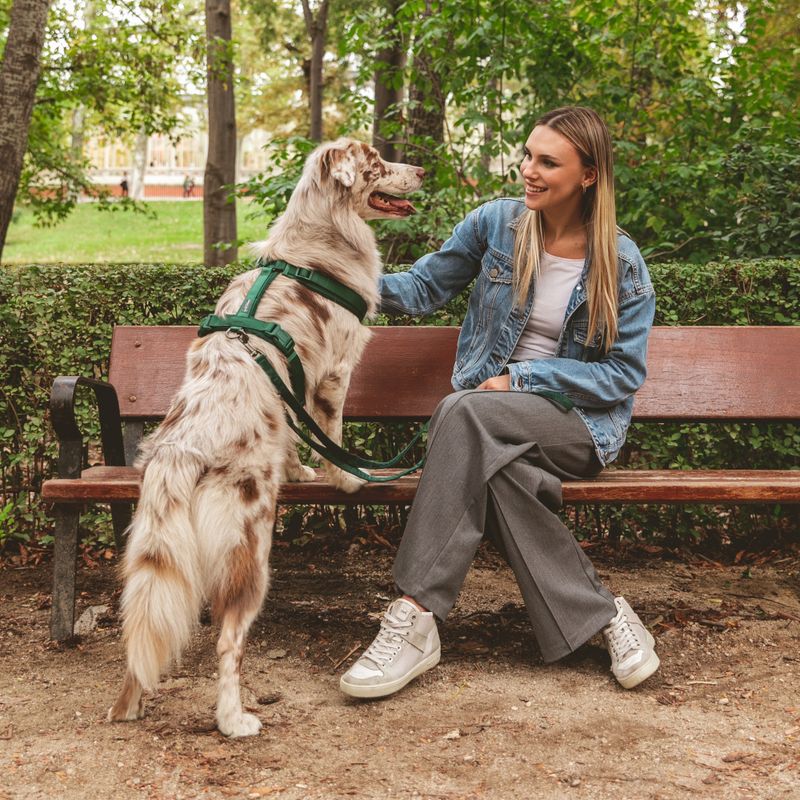 Dog with green harness and lead stands in front of a person on a park bench.