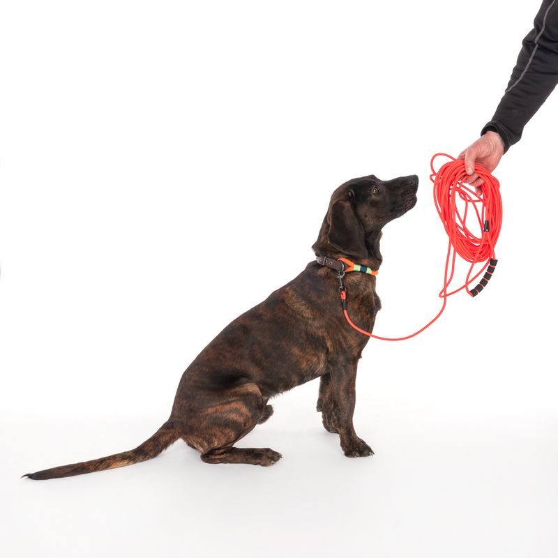 Dog with collar and red tracking lead held by a hand. Demonstration of using a long dog lead.