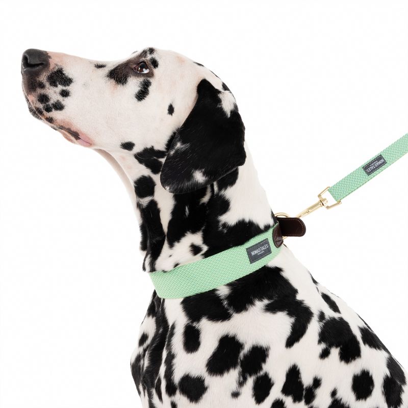 Dalmatian with green collar and matching lead, both with visible 'Nomad Tales' label.