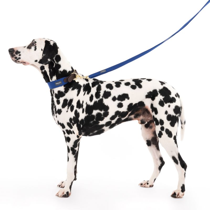 Dalmatian with blue collar and lead, product shows use of a dog collar with lead.