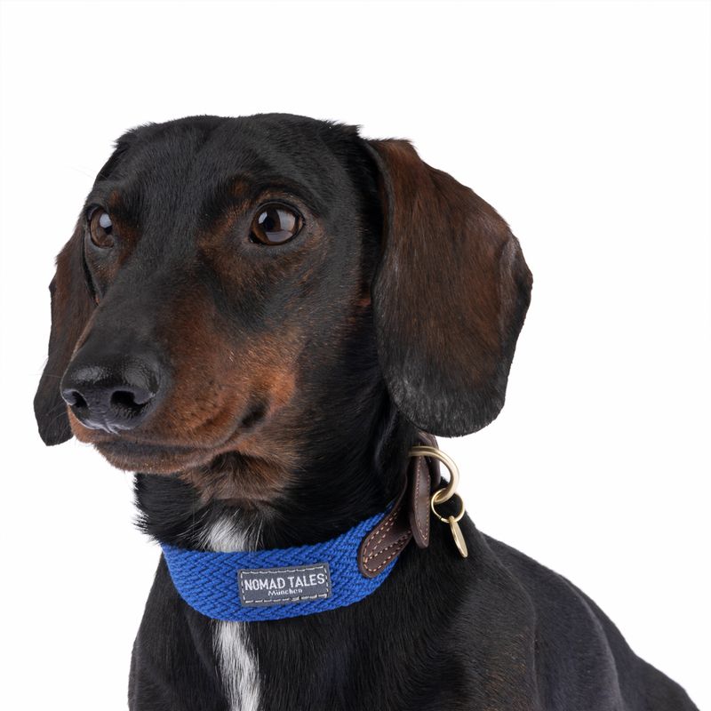 Dog with blue collar from Nomad Tales, leather details and metal buckle visible.