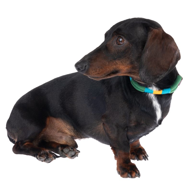 Dachshund with green collar and yellow and blue accents, sitting and looking to the left.