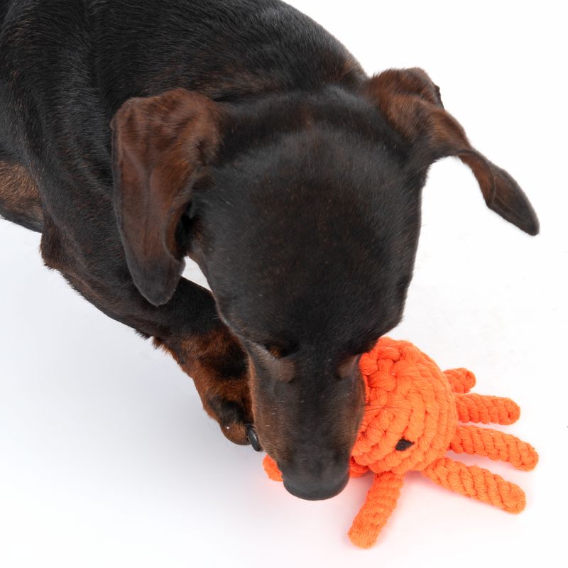Dog playing with orange octopus-shaped toy made of braided rope.