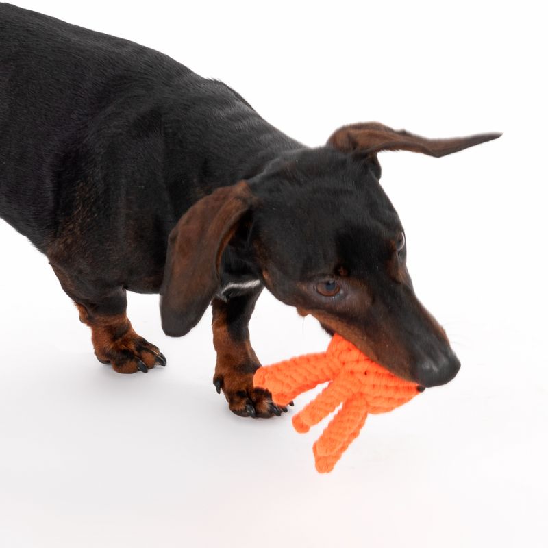 Dog playing with orange octopus-shaped toy. Shows product in use.