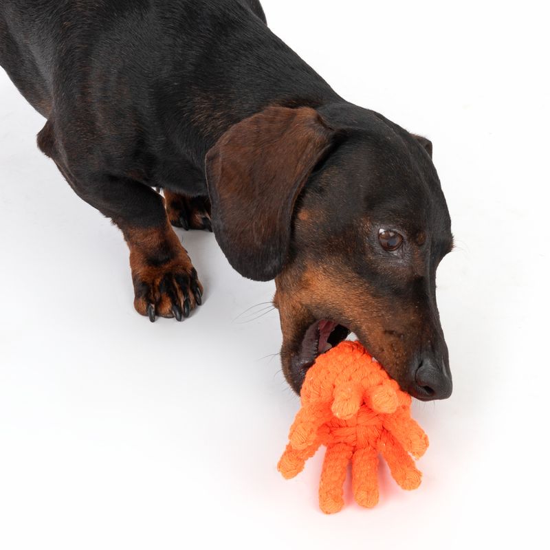 Dog playing with orange hand-shaped fabric toy.
