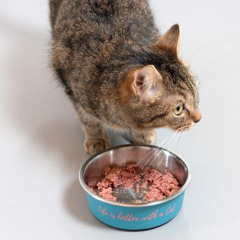 Brown tabby cat next to a bowl with wet food. The bowl has the text: 'Life is better with a Cat'.