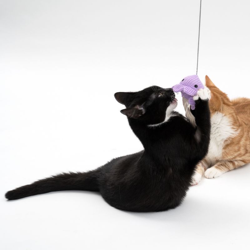 Black and orange cat playing with a purple fabric toy on a string.