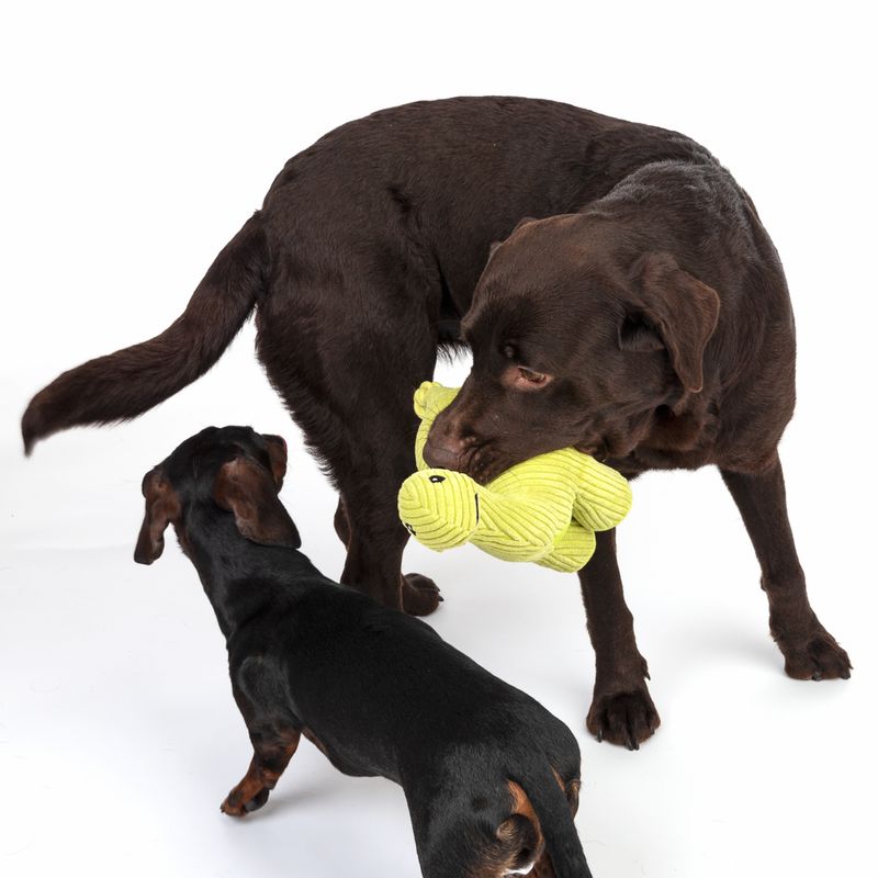 Two dogs playing with a yellow soft toy. The larger dog holds the toy in its mouth while the smaller dog stands next to it.