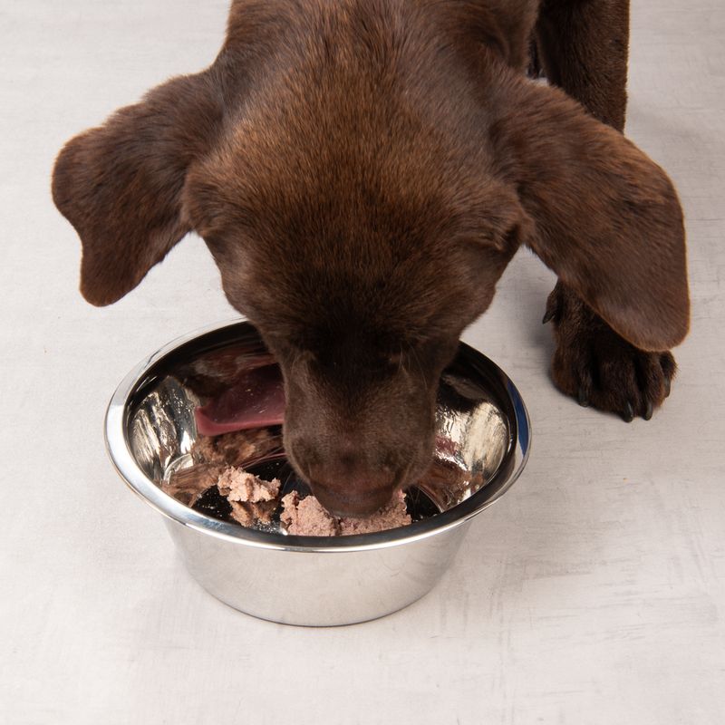 Brown dog eating wet food from a silver bowl.