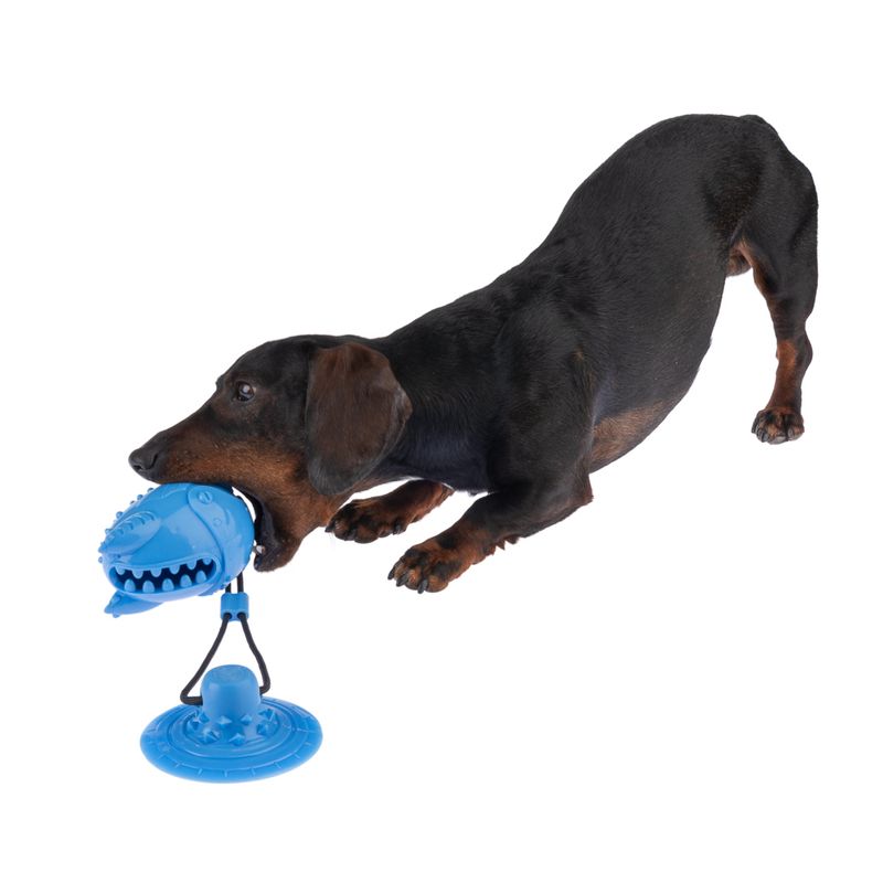 Dog playing with blue interactive toy, consisting of a suction cup and a bite ball with teeth.