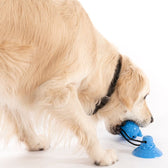 Dog playing with blue plastic toy, consisting of a suction cup base and a textured ball connected by a rope.
