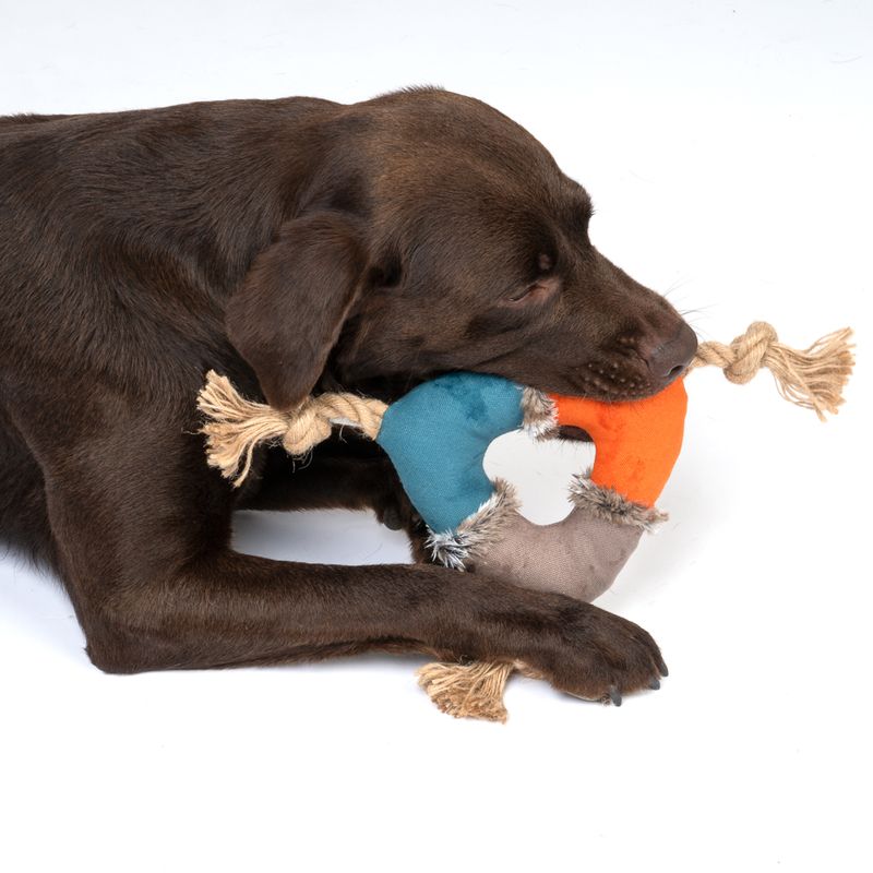 Brown dog playing with a colourful chew toy made of fabric and rope, featuring orange, blue and grey elements.
