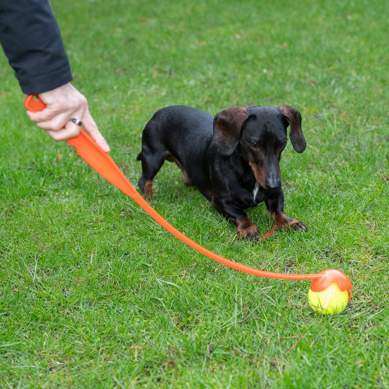 Person uses an orange ball launcher to throw a yellow tennis ball on a lawn. A small dog watches the ball.