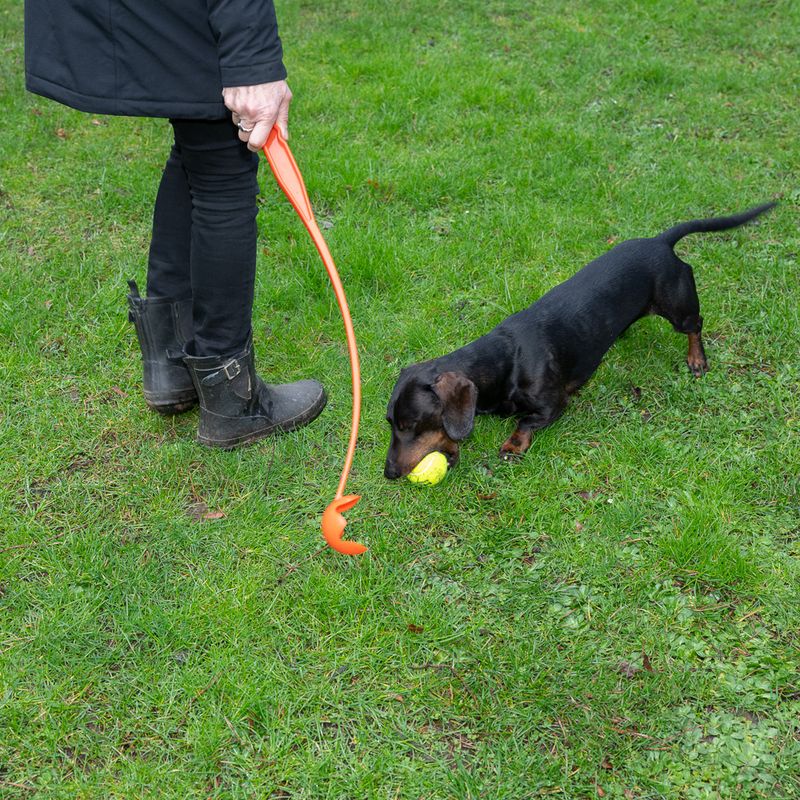 Person using an orange ball launcher while a dog plays with a yellow tennis ball on a lawn.