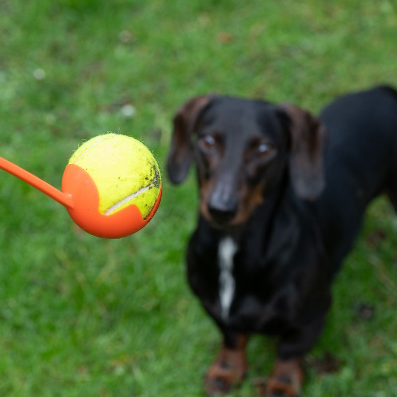 Dog toy: ball launcher with orange handle and yellow tennis ball, dog in background on green grass.