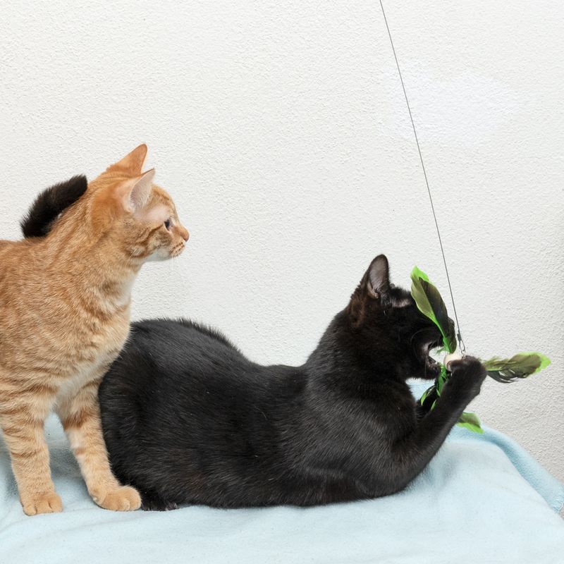 Two cats play with a green feather toy on a string. A black cat grabs the toy while an orange cat watches.