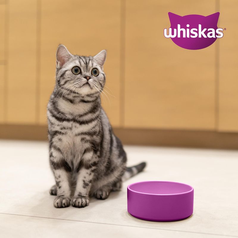 Whiskas logo at the top right, cat sitting next to a purple bowl on the floor.