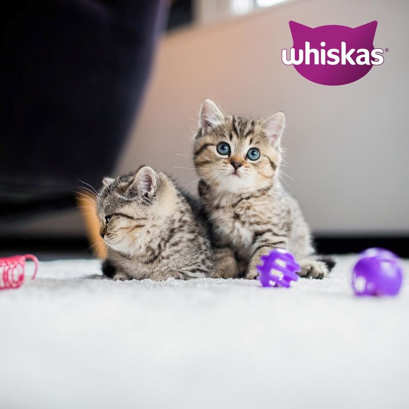 Whiskas Junior Pouches 84 x 85g