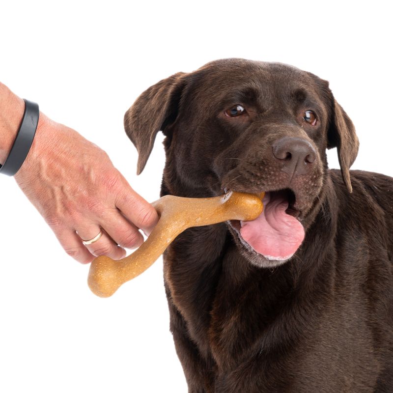 Brown dog takes a bone from a person's hand.
