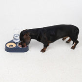 Dog eating from a feeding station with integrated water dispenser and bowl. Station in dark blue with paw motif on yellow insert.