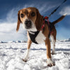 NEEWA Running Harness - Red || Neewa || view 5