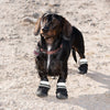 Sports & Protective Dog Boots || zooplus Exclusive || view 9