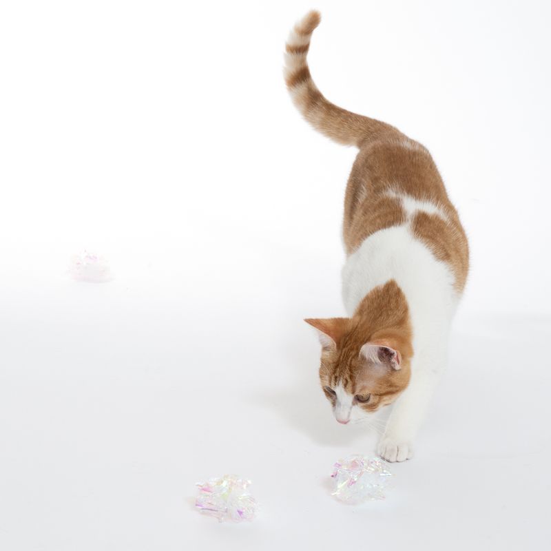 Red and white cat playing with transparent, shiny toys on a white background.