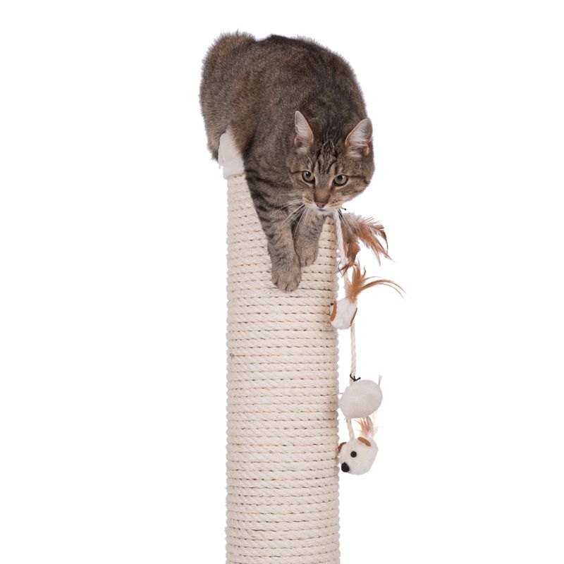 Sisal scratching post with hanging toy, a cat sitting on it.
