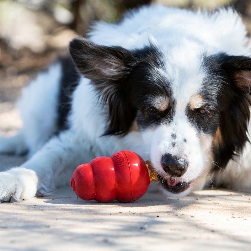 Dog playing with red chew toy shaped like a Kong, suitable for activity and play.
