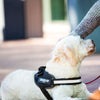JULIUS-K9 IDC® Power Harness - Black || Julius-K9 || view 7