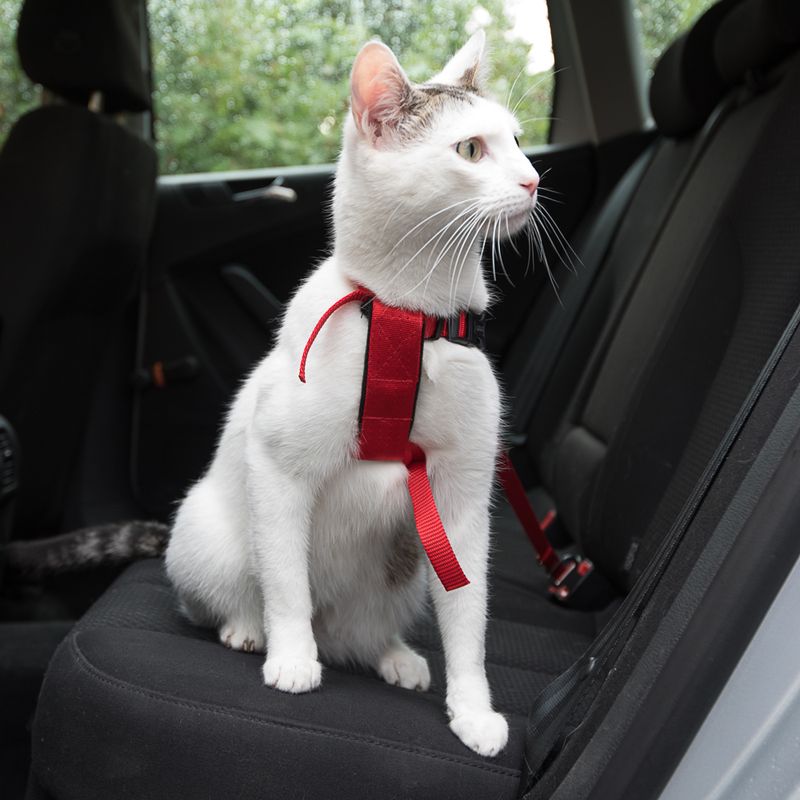 White cat with red safety harness sitting on a car seat. Harness is attached to the seat belt.