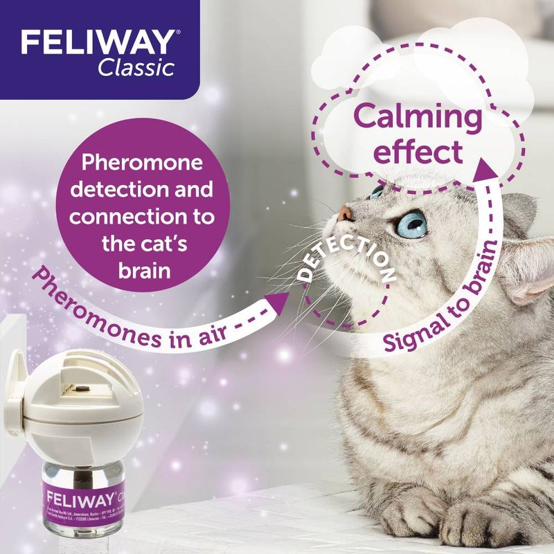 Diagram showing Feliway Classic diffuser releasing pheromones in air, detected and connected to the cat’s brain, resulting in a calming effect. Text: Pheromone detection and calming effect.