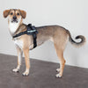 JULIUS-K9® Power Harness - Anthracite || Julius-K9 || view 4