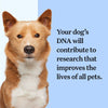 Wisdom Panel™ Breed Discovery Dog DNA Test || Wisdom Panel || view 8