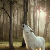 Wolf of Wilderness Senior Duo-Protein Recipe Saver Pack 24 x 800g || Wolf of Wilderness || view 5