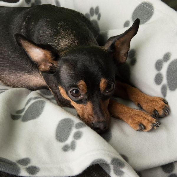 Pawty Fleece Blanket || zooplus Exclusive || view 10